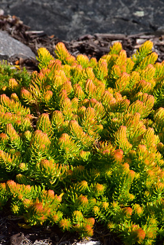 Sedum Angelina