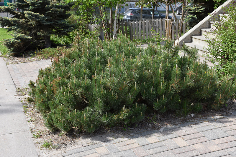 Pine Mugho