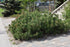 Pine Mugho