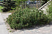 Pine Mugho
