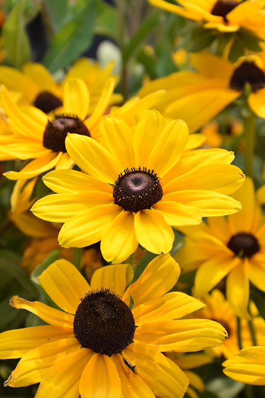 Black-Eyed Susan Indian Summer