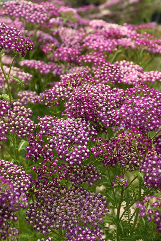 Yarrow New Vintage™ Violet