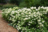 Hydrangea Limelight Prime®