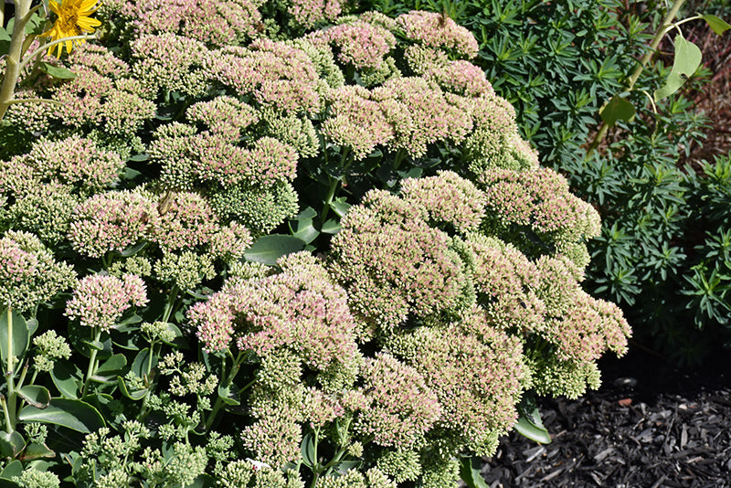 Sedum Autumn Series Joy