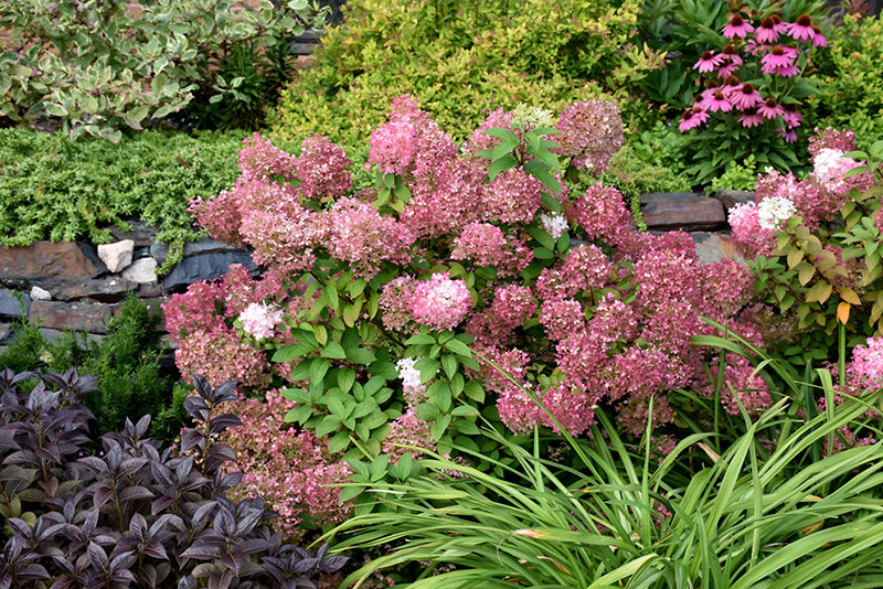 Hydrangea Bobo®