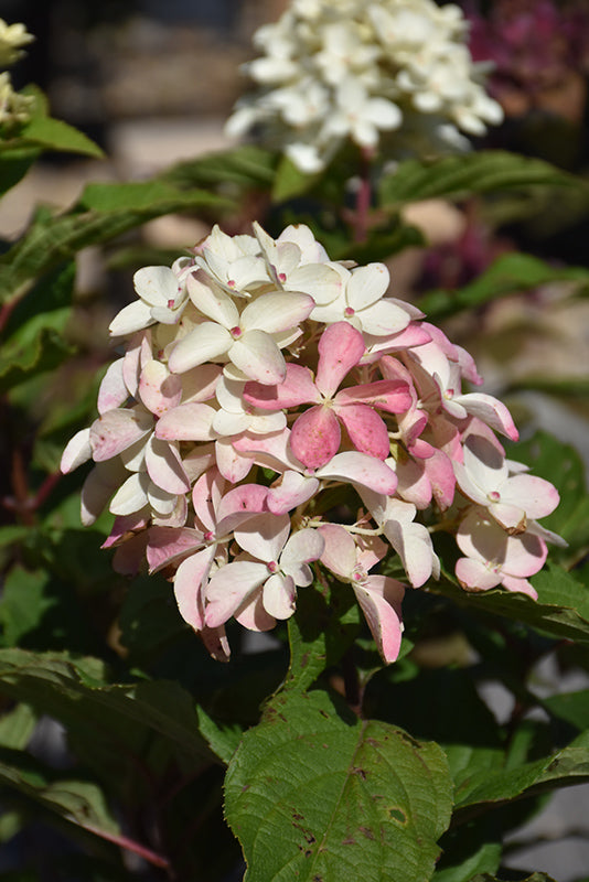 Hydrangea Quick Fire Fab®