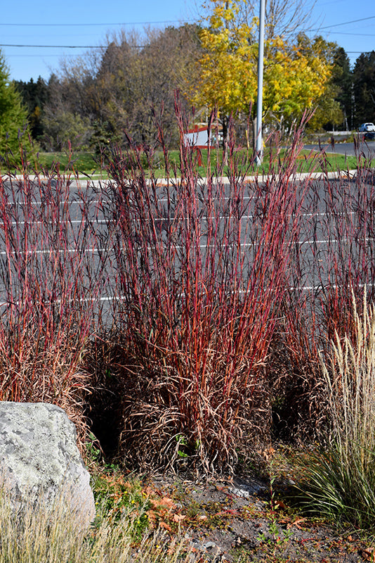 Grass Big Bluestem Red October