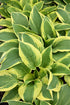 Hosta Wide Brim