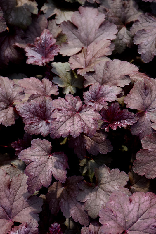 Coral Bells Amethyst Myst