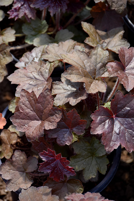 Coral Bells Palace Purple