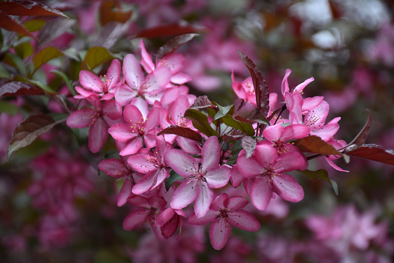 Crabapple Royal Raindrops