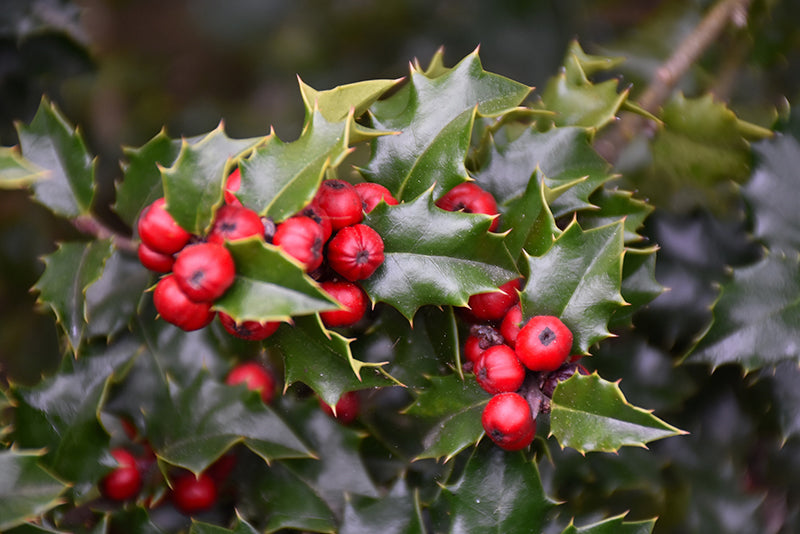 Holly Red Beauty®