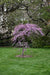 Redbud Cascading Hearts