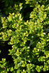 Boxwood Little Missy