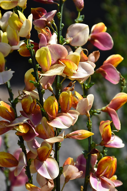 Scotch Broom Sister Disco®- Bright Yellow