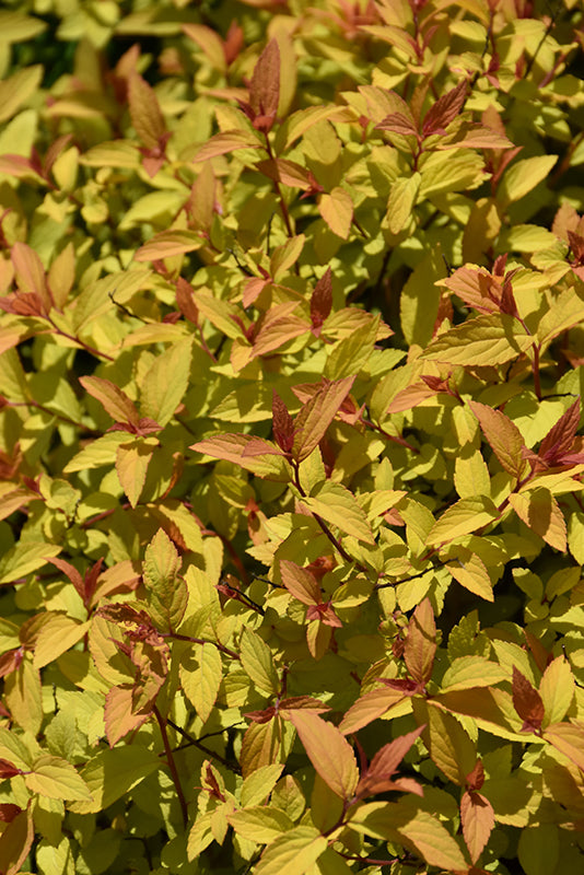 Spirea Little Spark®