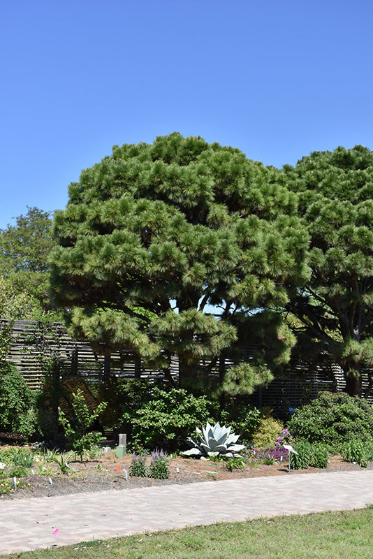 Pine Loblolly