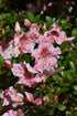 Azalea Encore® Autumn Sunburst®