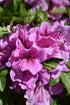 Azalea Encore® Autumn Lilac®