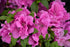 Azalea Encore® Autumn Lilac®