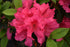 Azalea Encore® Autumn Sangria®