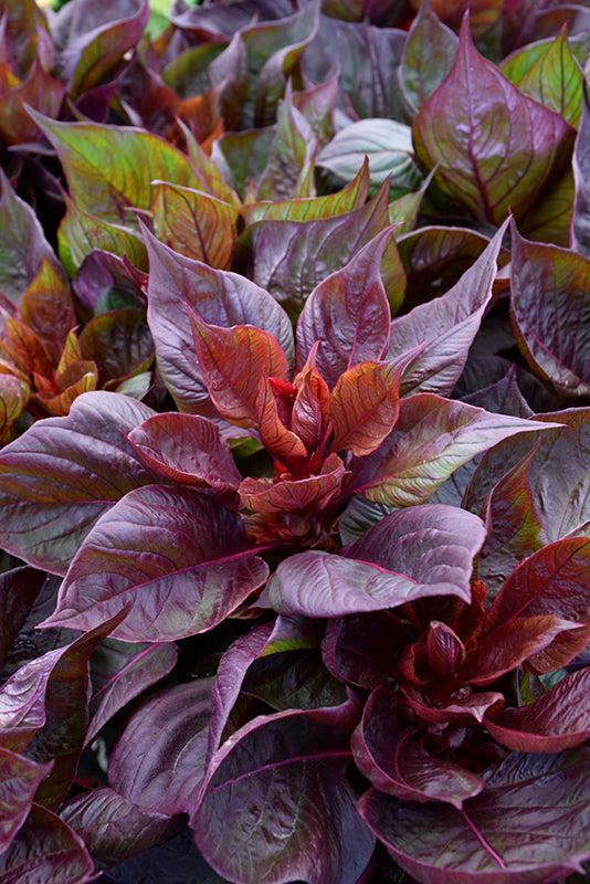 Celosia Sol Lizzard Leaf