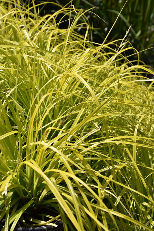 Carex Evercolor® Everillo