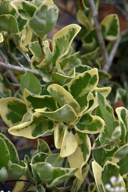 Ligustrum Jack Frost