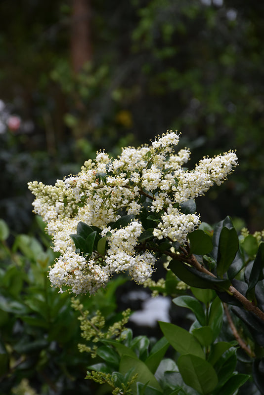 Ligustrum Waxleaf