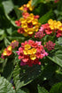 Lantana Anne Marie- Fuschia/Orange/Yellow Anne Marie