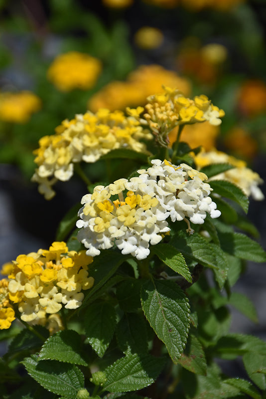 Lantana Bandana¨ Lemon Zest Lemon Zest