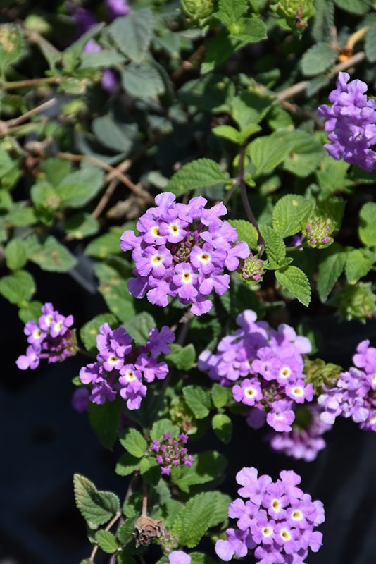 Lantana Purple Falls Purple Falls