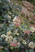 Viburnum Spring Bouquet