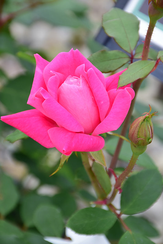 Rose Knockout Double Pink