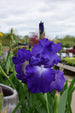 Iris German Speeding Again- Dk Blue/Wht