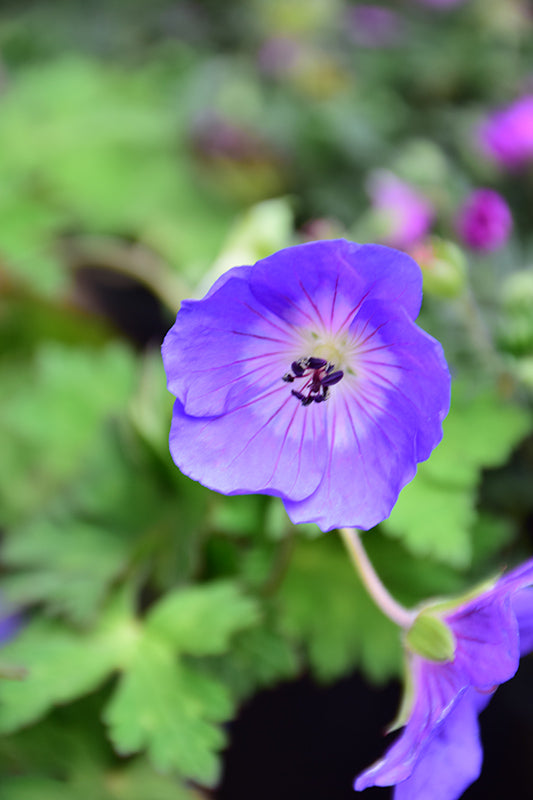 Geranium Rozanne