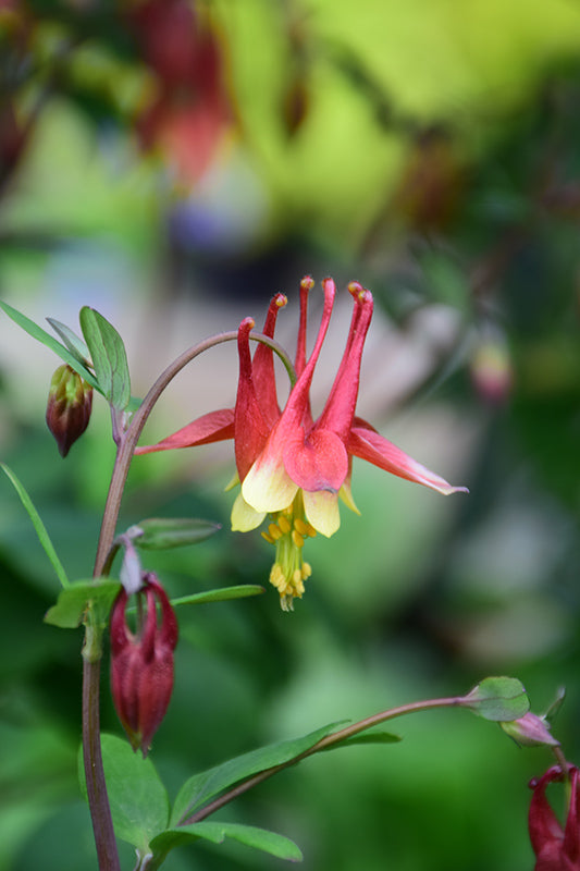 Columbine Red