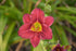 Daylily Pardon Me- Red