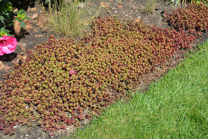 Sedum Fuldaglut (Fireglow)