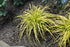 Carex Evercolor® Everillo