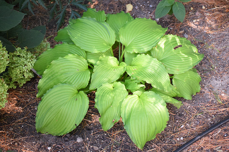 Hosta First Dance