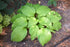 Hosta First Dance