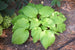 Hosta First Dance