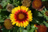 Blanketflower Mesa Bright Bi-Color