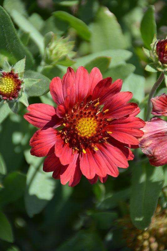 Blanketflower Mesa Red