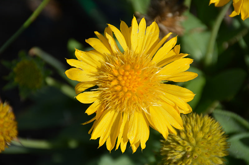 Blanketflower Mesa Yellow