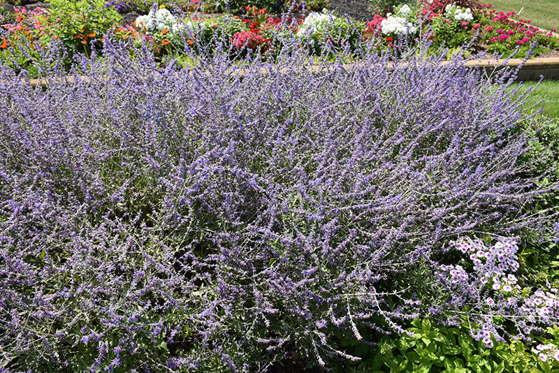 Russian Sage Crazyblue