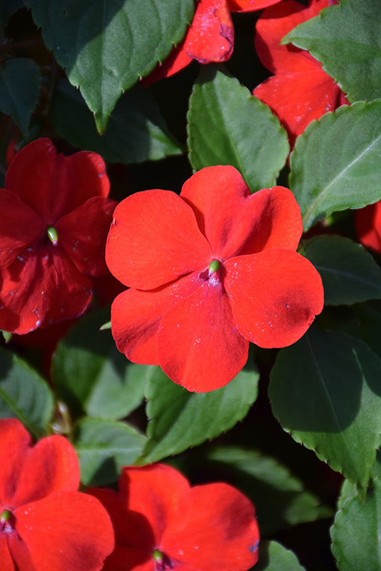 Impatiens Beacon¨ Bright Red
