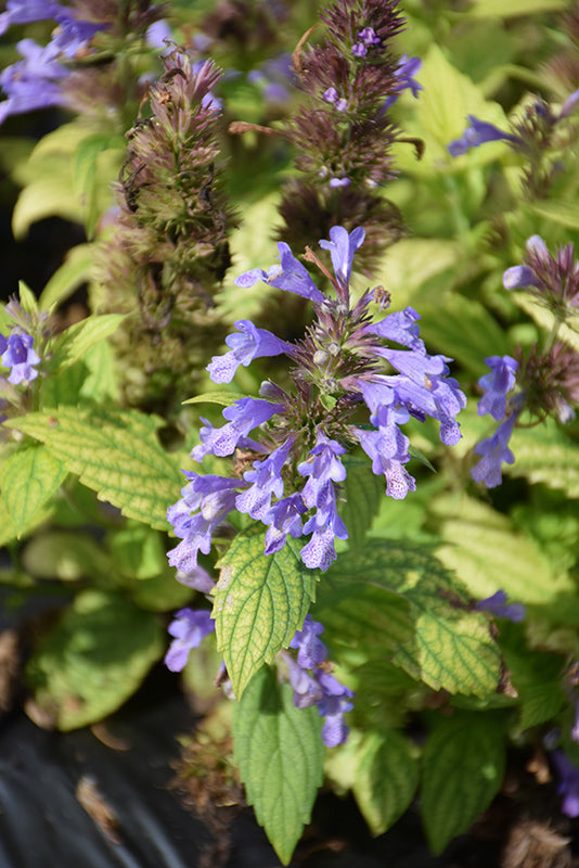 Catmint Blue Prelude