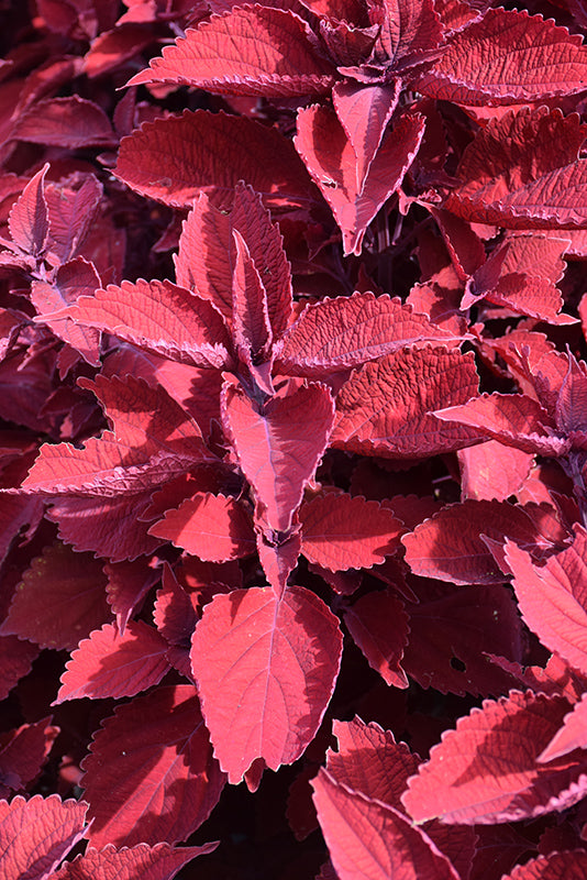 Coleus Main Street Beale Street